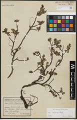 Foto von Salix alpina Scop.